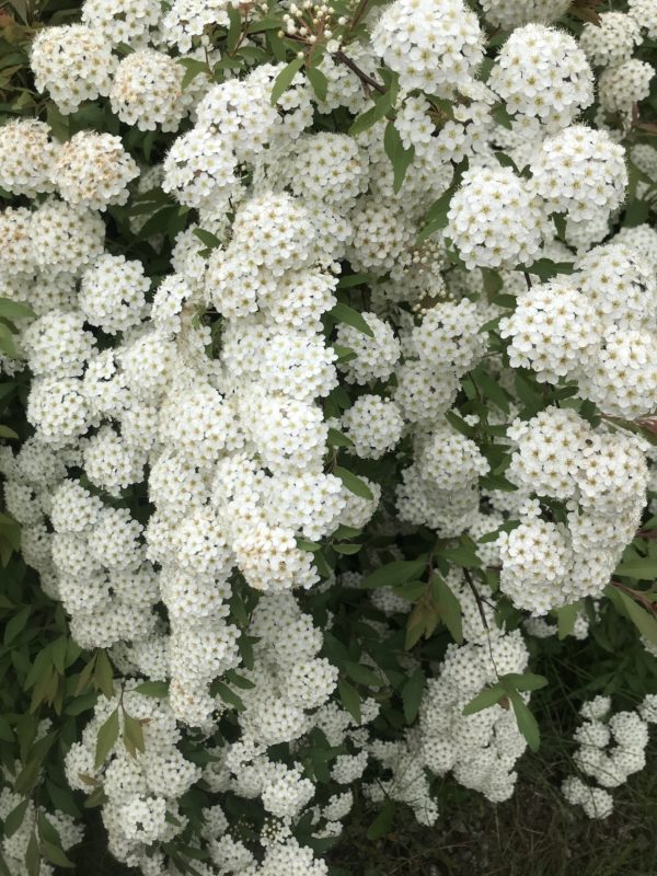 庭に咲いた花