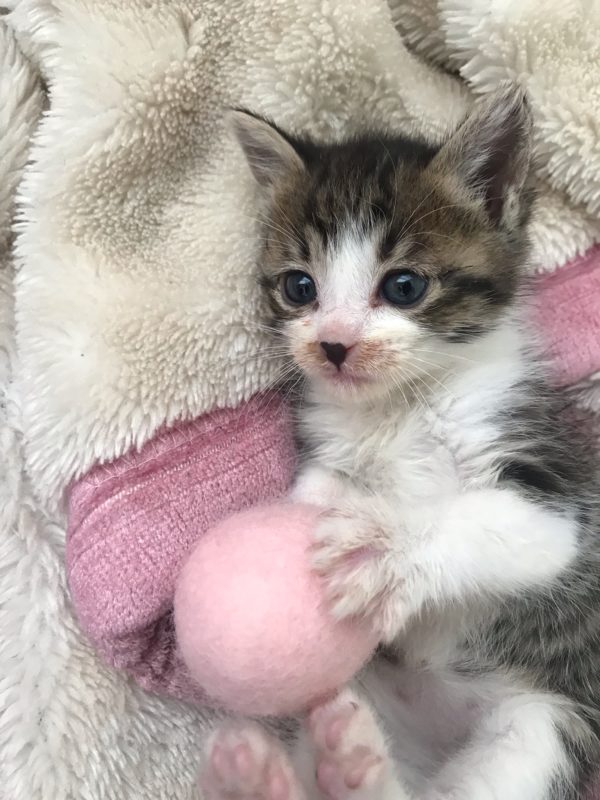 子猫