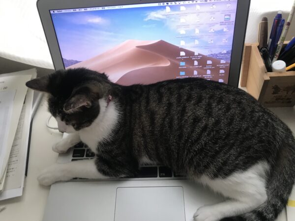 Macと猫