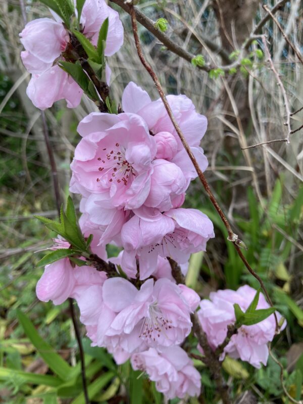 庭の花