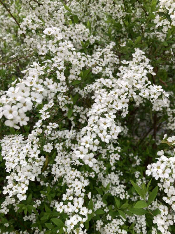 庭の花