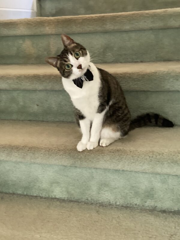 ねこ