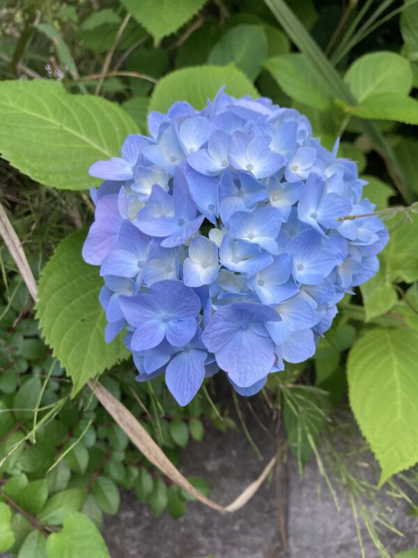 紫陽花