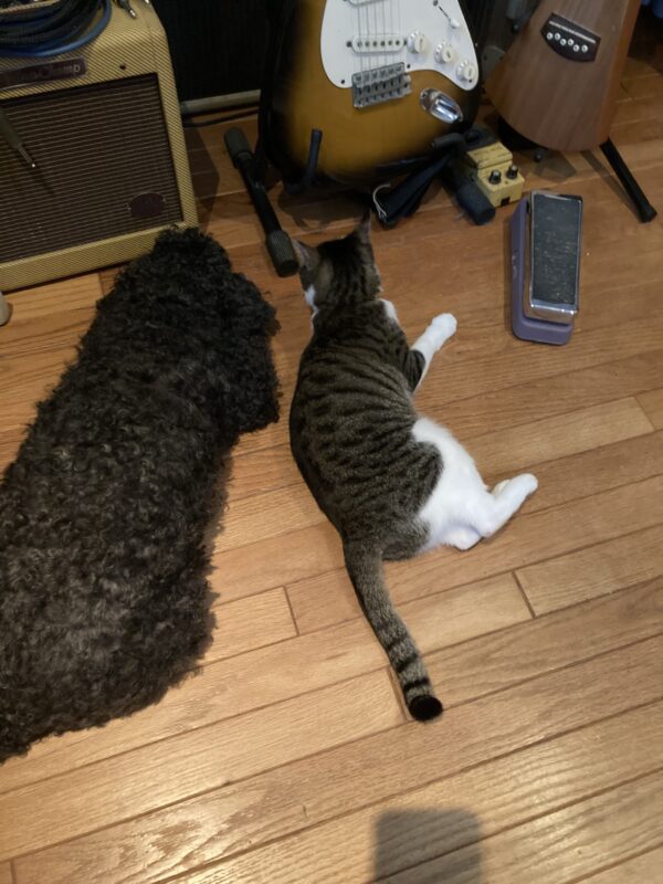 犬と猫
