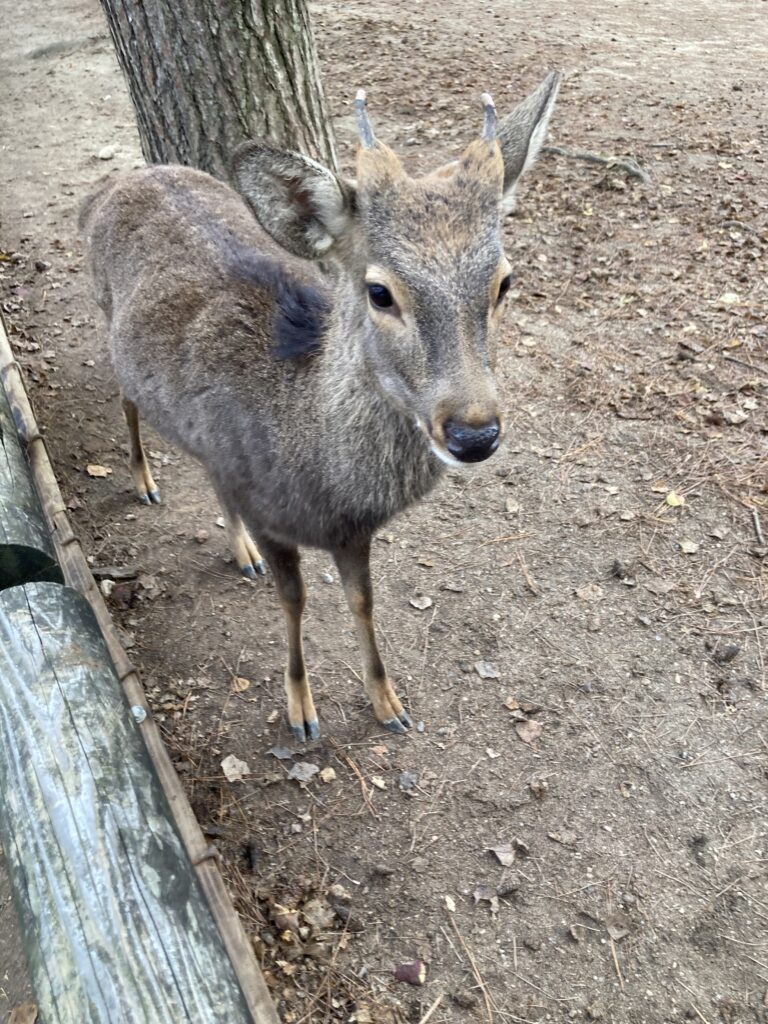 奈良の鹿