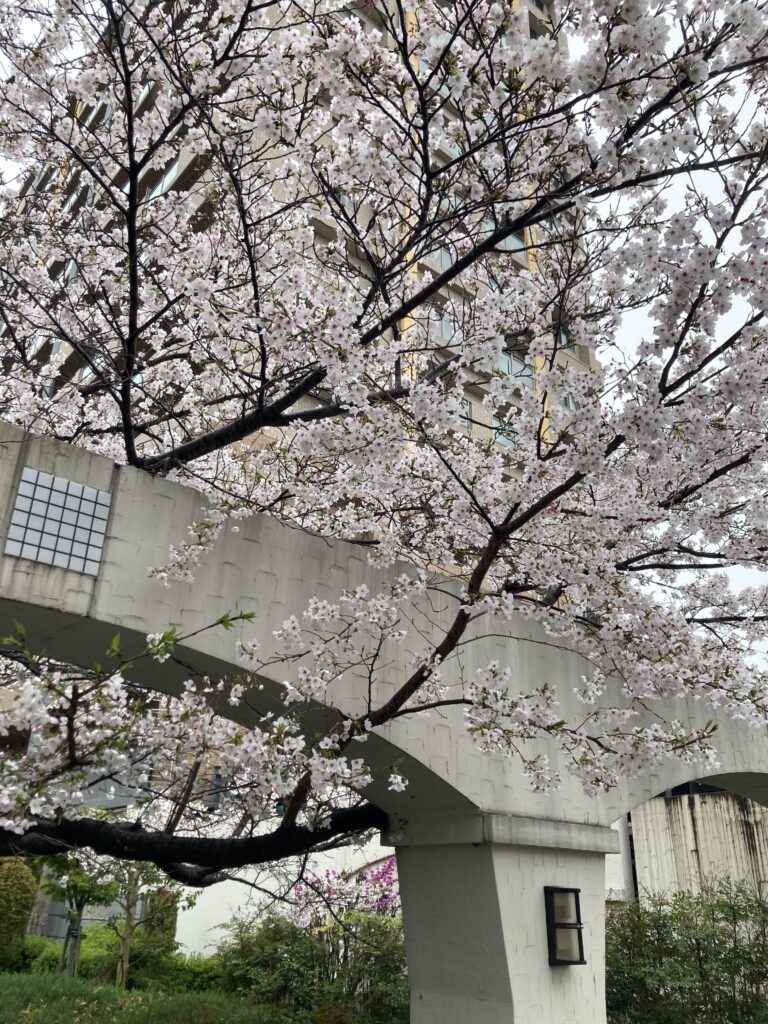 桜