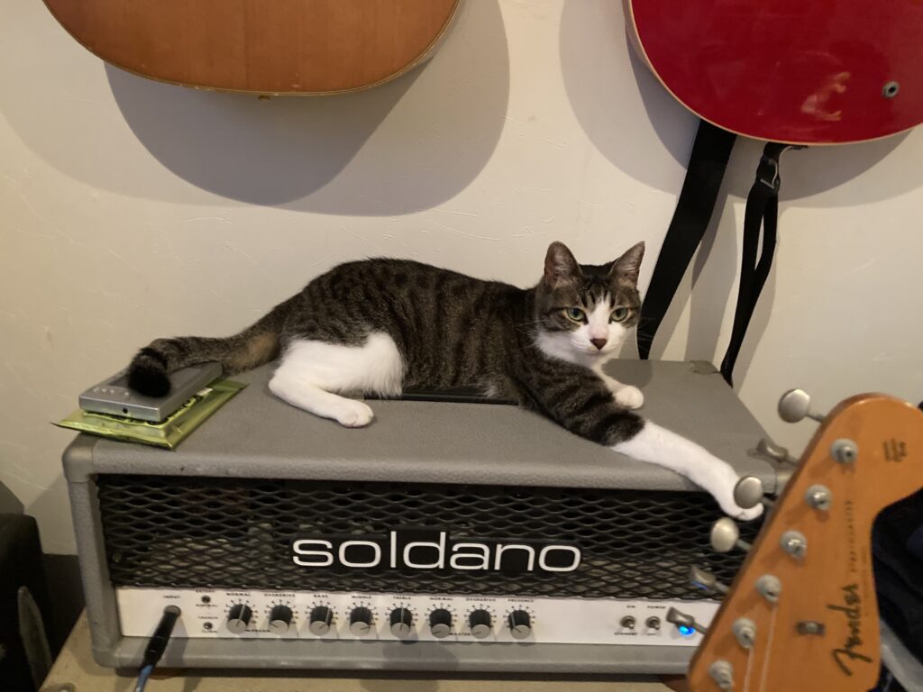ねこ